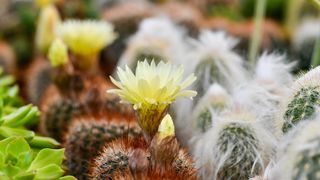 Pogledajte cvijetne fantazije na 53. Floraartu