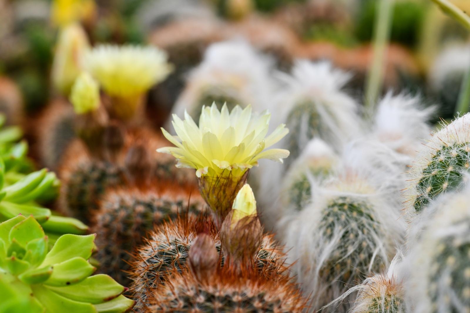 Pogledajte cvijetne fantazije na 53. Floraartu