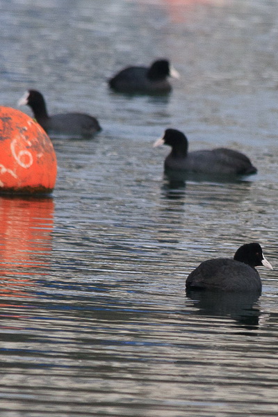 Liske u uvali Bregdetti