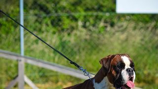 Kinološka udruga Malinois