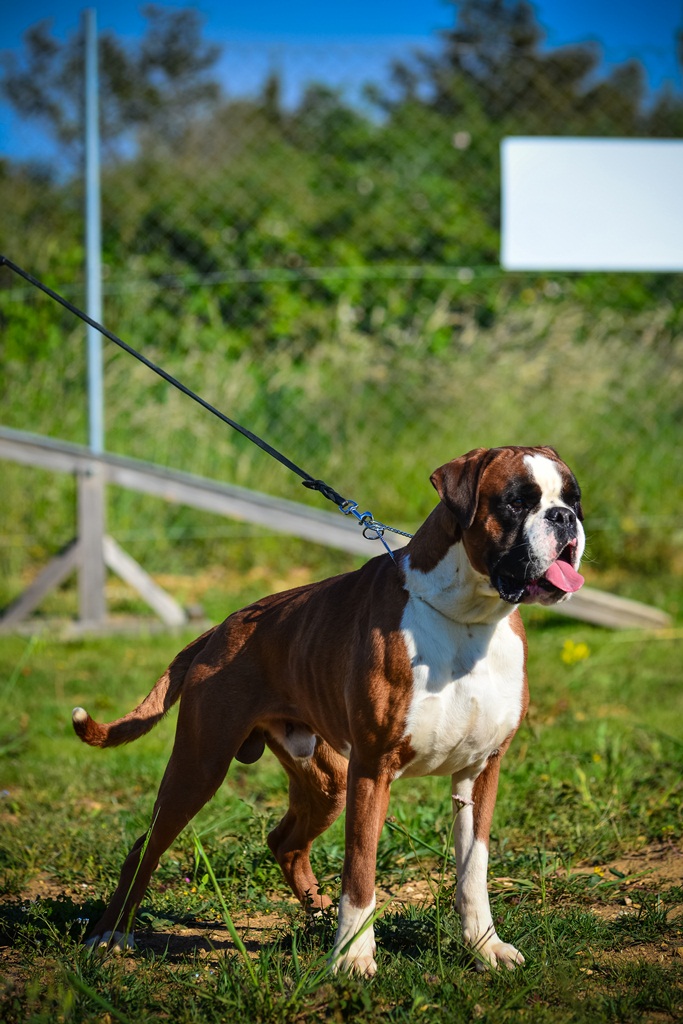 Kinološka udruga Malinois