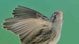 Pobjednici 33. Ornitoloskog prvenstva Hrvatske, Foto: Ivan Dilber Pobjednici 33. Ornitoloskog prvenstva Hrvatske, Foto: Ivan Dilber