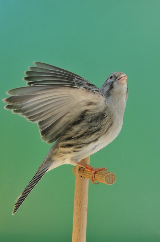 Pobjednici 33. Ornitoloskog prvenstva Hrvatske, Foto: Ivan Dilber Pobjednici 33. Ornitoloskog prvenstva Hrvatske, Foto: Ivan Dilber