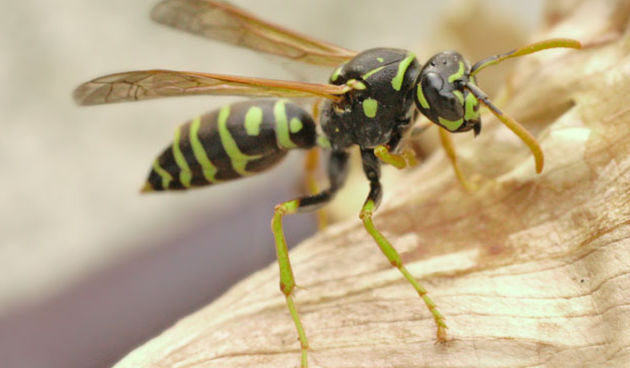 osa (foto: Index.hr)