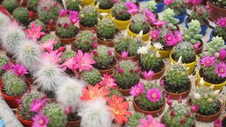 U Sv. Filip i Jakovu danas je otvoren 14. Festival cvijeća Zadarske županije, Foto: Dino Stanin/PIXSELL