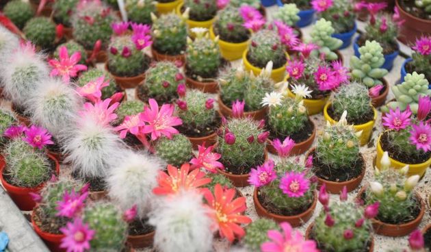 U Sv. Filip i Jakovu danas je otvoren 14. Festival cvijeća Zadarske županije, Foto: Dino Stanin/PIXSELL