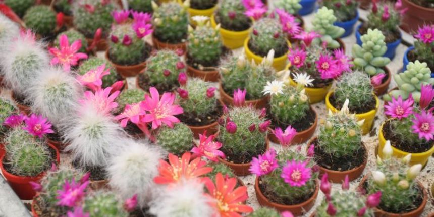 U Sv. Filip i Jakovu danas je otvoren 14. Festival cvijeća Zadarske županije, Foto: Dino Stanin/PIXSELL U Sv. Filip i Jakovu danas je otvoren 14. Festival cvijeća Zadarske županije, Foto: Dino Stanin/PIXSELL