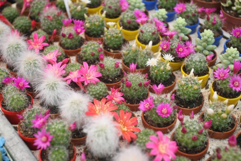 U Sv. Filip i Jakovu danas je otvoren 14. Festival cvijeća Zadarske županije, Foto: Dino Stanin/PIXSELL