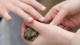 U Zooloskom vrtu u Zagrebu obiljezen Zablji dan u sklopu kojeg su se odrzavale razne radionice, a zainteresirani posjetitelji mogli su i dirati zabe. Photo: Tomislav Miletic/PIXSELL