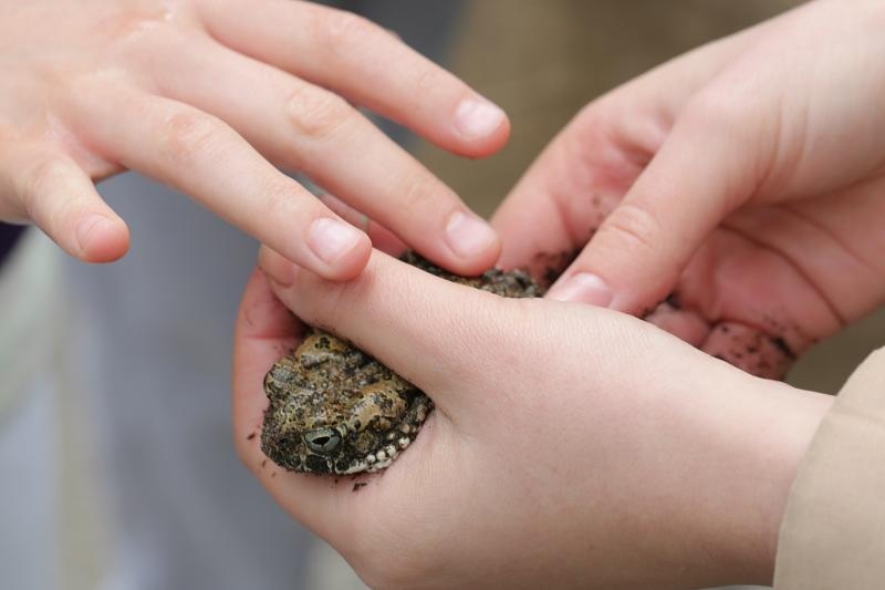 U Zooloskom vrtu u Zagrebu obiljezen Zablji dan u sklopu kojeg su se odrzavale razne radionice, a zainteresirani posjetitelji mogli su i dirati zabe. Photo: Tomislav Miletic/PIXSELL