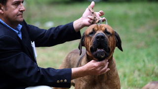 Zadar, 020513.  
Kamp na zadarskom predjelu Borik. 13. po redu medjunarodna izlozba pasa CACIB Zadar dog show 2013. 
Foto: Jure Miskovic / CROPIX