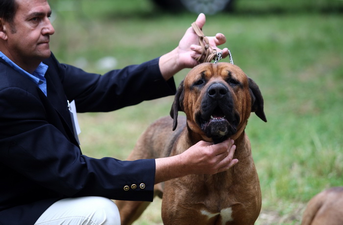 Zadar, 020513.  
Kamp na zadarskom predjelu Borik. 13. po redu medjunarodna izlozba pasa CACIB Zadar dog show 2013. 
Foto: Jure Miskovic / CROPIX