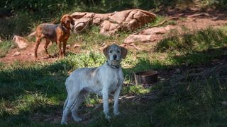 Simpatična galerija koja prikazuje životinjsku farmu na najvišem južnom vrhu Velebita – Crnopcu Simpatična galerija koja prikazuje životinjsku farmu na najvišem južnom vrhu Velebita – Crnopcu