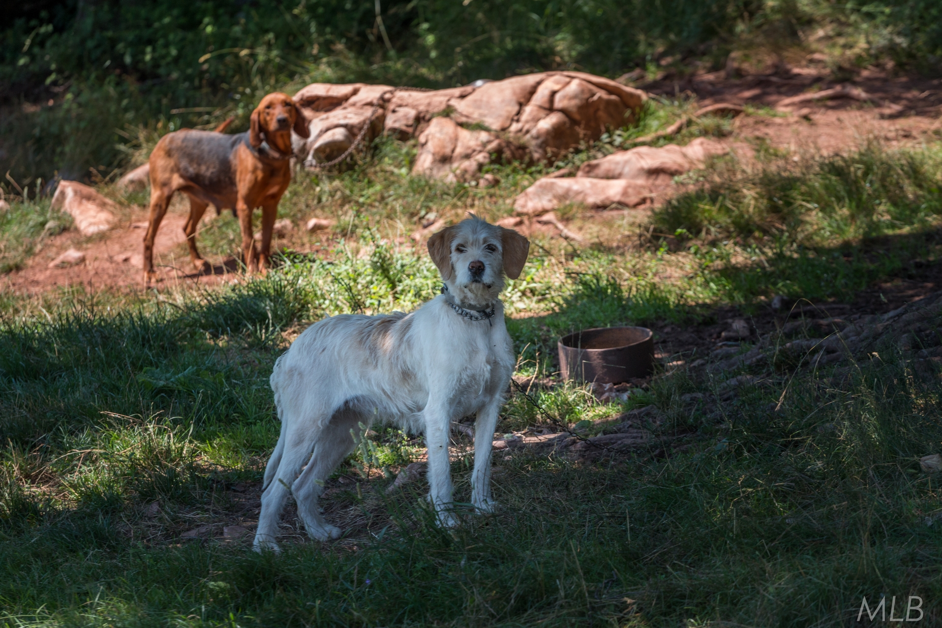 Simpatična galerija koja prikazuje životinjsku farmu na najvišem južnom vrhu Velebita – Crnopcu Simpatična galerija koja prikazuje životinjsku farmu na najvišem južnom vrhu Velebita – Crnopcu