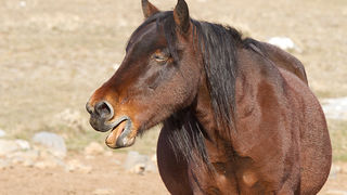 Velebitski divlji konji, Foto: Leo Banić