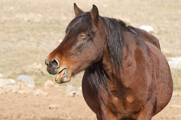 Velebitski divlji konji, Foto: Leo Banić