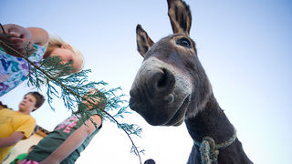 51. Saljske užance, 8. kolovoza 2010. (foto:Saša Čuka)