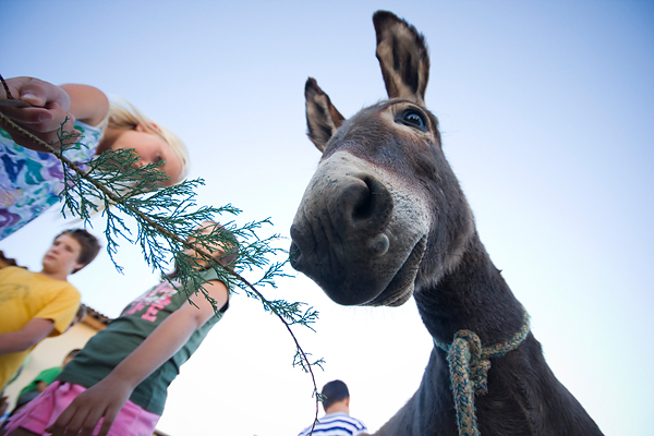 51. Saljske užance, 8. kolovoza 2010. (foto:Saša Čuka)