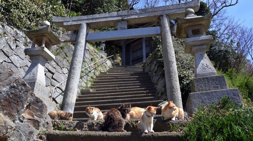 Raj za mačkoljupce: Japanski otok na kojem ima više mačaka nego stanovnika Raj za mačkoljupce: Japanski otok na kojem ima više mačaka nego stanovnika