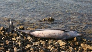 Na plaži u Zablaću pronađen uginuli dupin Na plaži u Zablaću pronađen uginuli dupin