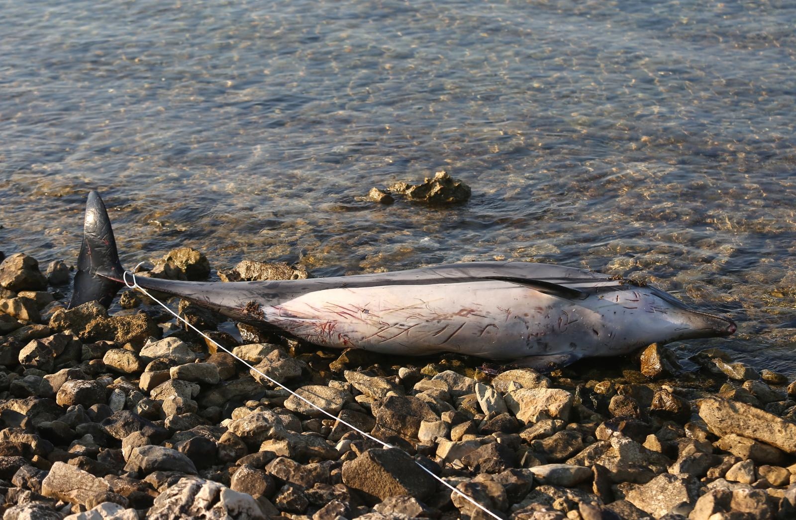 Na plaži u Zablaću pronađen uginuli dupin Na plaži u Zablaću pronađen uginuli dupin