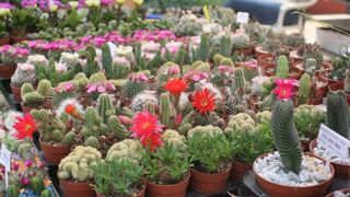 U Sv. Filip i Jakovu danas je otvoren 14. Festival cvijeća Zadarske županije, Foto: Dino Stanin/PIXSELL