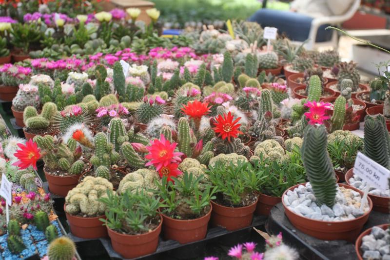 U Sv. Filip i Jakovu danas je otvoren 14. Festival cvijeća Zadarske županije, Foto: Dino Stanin/PIXSELL