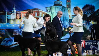 16. Međunarodna izložba pasa CACIB Zadar – Prvak prvaka 2016. 16. Međunarodna izložba pasa CACIB Zadar – Prvak prvaka 2016.