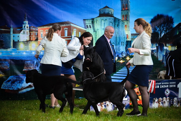 16. Međunarodna izložba pasa CACIB Zadar – Prvak prvaka 2016. 16. Međunarodna izložba pasa CACIB Zadar – Prvak prvaka 2016.