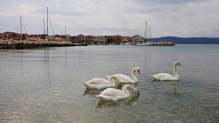 Labudovi u Bibinjama 10. siječnja 2013, Foto: Leo Banić