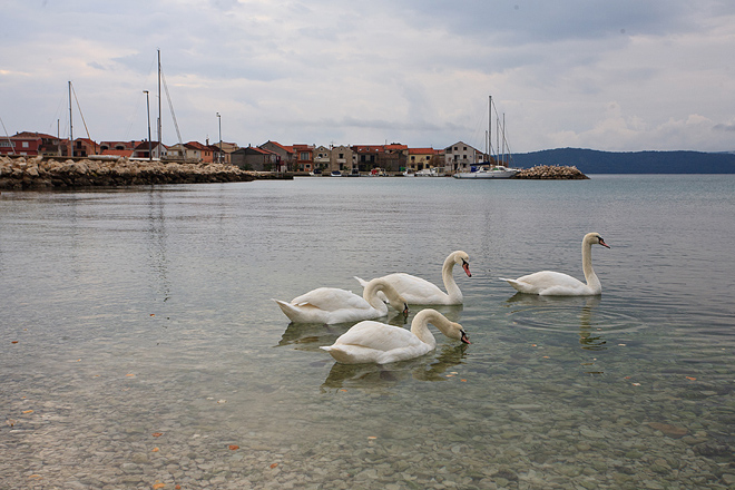Labudovi u Bibinjama 10. siječnja 2013, Foto: Leo Banić