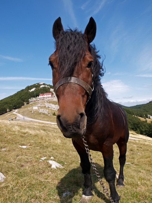 Nedjelja na Zavizanu