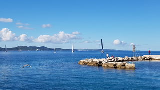 Zadarska Koka 2016. 22. listopada 2016. Foto: Mladen Malik Zadarska Koka 2016. 22. listopada 2016. Foto: Mladen Malik