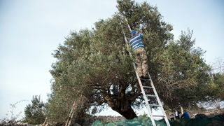 Berba maslina u Lunu, foto: V. Pesic
