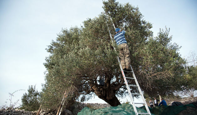 Berba maslina u Lunu, foto: V. Pesic