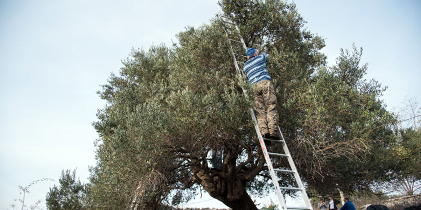 Berba maslina u Lunu, foto: V. Pesic Berba maslina u Lunu, foto: V. Pesic
