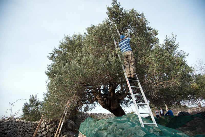 Berba maslina u Lunu, foto: V. Pesic