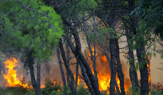 opožarene površine
