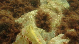 Biograd na Moru: Akcija ciscenja podmorja u uvali Jaz “Cistimo zajedno”