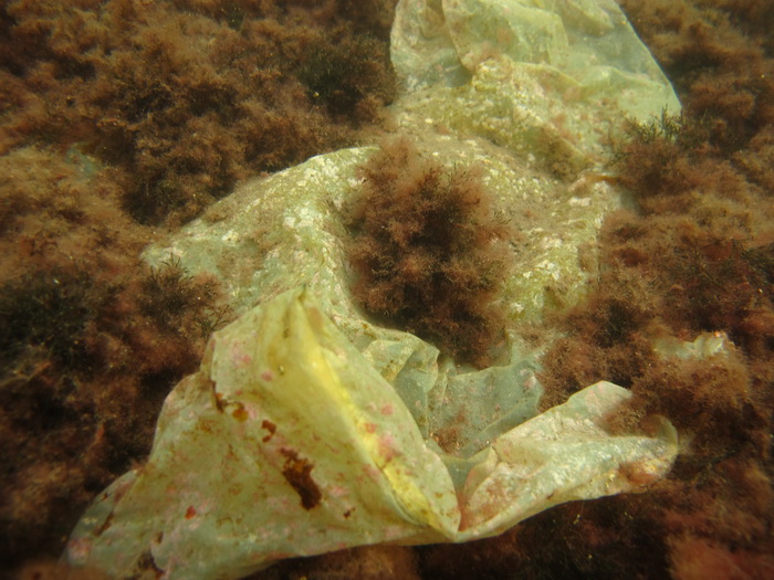 Biograd na Moru: Akcija ciscenja podmorja u uvali Jaz “Cistimo zajedno”