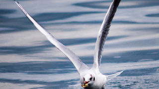 Zadarski galebovi (foto:Saša Čuka)