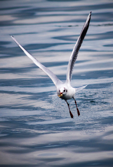 Zadarski galebovi (foto:Saša Čuka)