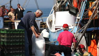 Zadar, 290312.
Proteklih dana lijepo vrijeme posluzilo je ribarima. 
Na fotografiji: ribari iskrcavaju frisku ribu na Liburnijskoj obali u Zadru.
Foto: Andrija Lucic /  Cropix