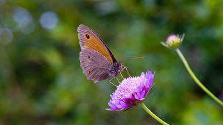 Cvijeće, bube, pauk, foto: Leo Banić