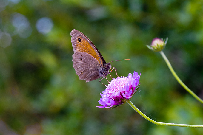 Cvijeće, bube, pauk, foto: Leo Banić