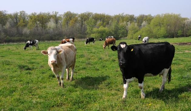 Stado krava mljekara Vedrana Šajnovića. Photo: Goran Ferbezar/PIXSELL