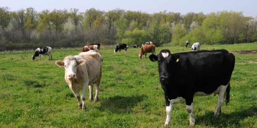 Stado krava mljekara Vedrana Šajnovića. Photo: Goran Ferbezar/PIXSELL Stado krava mljekara Vedrana Šajnovića. Photo: Goran Ferbezar/PIXSELL