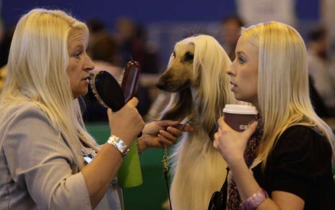 Izložba pasa Crufts 2009 u Birminghamu (Javno.hr)