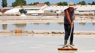 Solana Nin, berba soli, foto: Leo Banić
