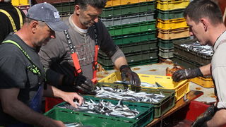 Zadar, 290312.
Proteklih dana lijepo vrijeme posluzilo je ribarima. 
Na fotografiji: ribari iskrcavaju frisku ribu na Liburnijskoj obali u Zadru.
Foto: Andrija Lucic /  Cropix